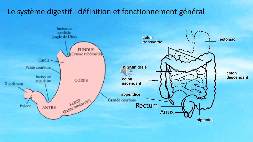 Les tutoriels Le transit intestinal ppt télécharger